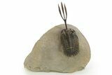 Trident Walliserops Trilobite - Exceptional Preparation #328606-2